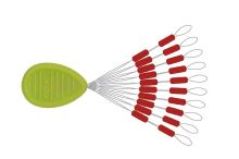 Fox Rage Predator Float Stops Red 20 ks Fox Rage Predator Float Stops Red 20 ks