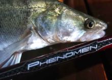 Sportex Prút Phenomen Spin 2,4 m 21-51 g (1)