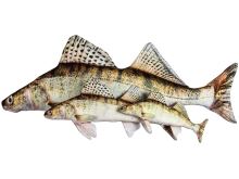 BeCare Vankúš Zubáč (1)