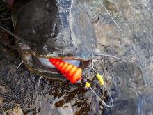 Black Cat Podvodný Plavák U Float Tree Fluo Červená (8)