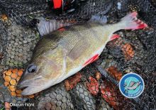 ČRS Puzzle Ostriež Riečny