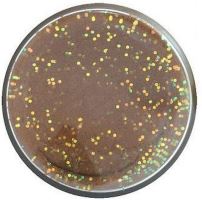 Berkley Cesto Na Pstruhy Natural Glitter Troutbait Rybie Pelety (1)