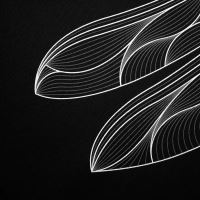 Kumu Mikina Emperor (5)