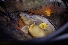 Browning Podberáková Hlava CK Competion Net 45x35x28 cm 8x8 mm (10)