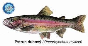 E-shop Črs magnetka pstruh dúhový