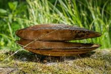 Avid Carp Šokový Vlasec Outline Camo Mono Snag Leader 100 m (3)