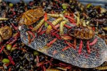 My-Baits Partikel Macromix "Wormageddon" 2 l (5)