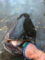 Zfish Sumcové Rukavice Catfish Glove (1)