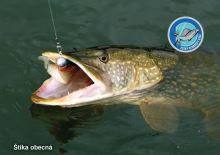 ČRS Puzzle Šťuka Obecná