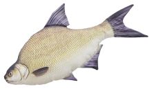 Gaby Plyšová Ryba Pleskáč Veľký 65 cm