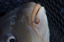 Preston Inavations Gumičky Na Nástrahy Hookable Bait Bands (9)