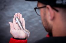 Fox Rage Gumová Nástraha Pro Grub Loaded UV Perch (5)