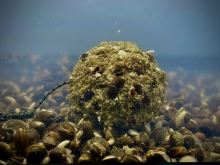 LK Baits Nutrigo Balanc Particle Hemp Kelp 200 ml (2)