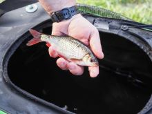 Madcat Foldable Live Bait Bucket 50l (14)