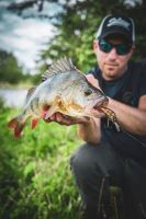 Salmo Wobler Rattlin Hornet Floating Natural Perch (8)