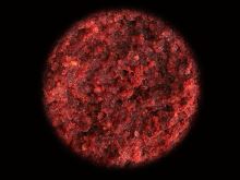 Sportcarp Boilies Mulberry Garlic (2)