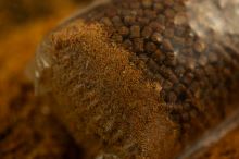 Sticky Baits The Krill Active Mix Method Mix (1)