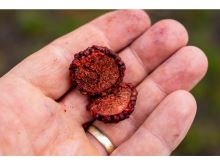 Chytil Boilies Pandémia 20 mm (8)