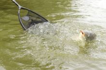 Browning Podberáková Hlava CK Competion Net 45x35x28 cm 8x8 mm (9)