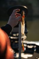 Fox Rage Gumová Nástraha Slick Eel Loaded UV Burbot (4)