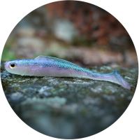 RedBass Gumová Nástraha Ripper Kicker Ghost Natur