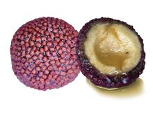 LK Baits Boilie Nutrigo Pellets Chilli Halibut - 20 mm 200 ml