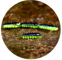 RedBass Gumová Nástraha Trout Grub Black/Signal Yellow UV COLOR - 3x25 mm