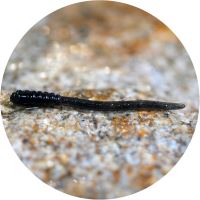 RedBass Gumová Nástraha Micro Tail Dark Black