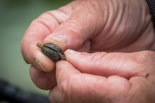 Matrix Olovo Inline Pellet Bomb 3 ks (6)