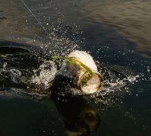 Savage Gear Gumová Nástraha Razorback Worm Sinking PB J 20 cm 9,5 g (2)