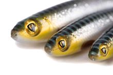 Fox Rage Gumová Nástraha Slick Shad Silver Halo (2)