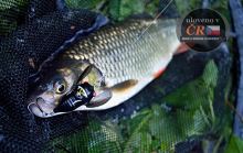 Savage Gear 3D Cicada F Black (3)