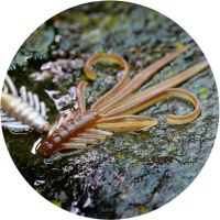 RedBass Gumová Nástraha Nymfa Brown/Silver RedBass Gumová Nástraha Nymfa Brown/Silver