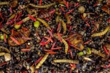 My-Baits Partikel Macromix "Wormageddon" 2 l (1)