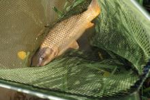 Korum Podberákova Hlava Power Folding Triangle Latex (5)