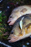 Salmo Wobler Hornet Floating Gold Fluo Perch (12)