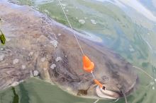 Black Cat Podvodný Plavák Mushroom U-Float Čierny (2)