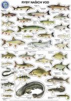 ČRS Sada Samolepek Rýb A3 34 ks