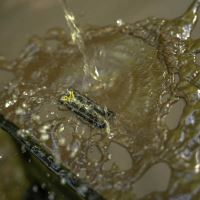 Avid Carp Vozík Revolve Sesson Barrow (5)