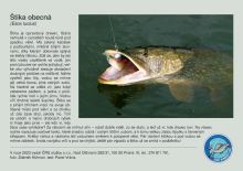 ČRS Puzzle Šťuka Obecná (1)