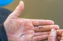 Preston Innovations Náväzec Helicopter Feeder Rigs 0,28 mm 4,54 kg 7 m (4)