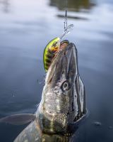 Salmo Wobler Hornet Floating Gold Fluo Perch (10)