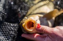 Benzar Mix Pro Corn Wafters 14 mm 60 ml (3)