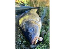 Chytil Rohlíkové Boilies Na EKO Tŕni Fluo 14 mm 35 gg (4)