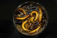 My-Baits Tigrí Orech Hi-Natural Black´n White Tigers "Wormageddon" 150 ml (2)