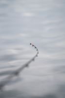 Zebco Prút Ambition Feeder 3,6 m 90 g 3-Diel (14)