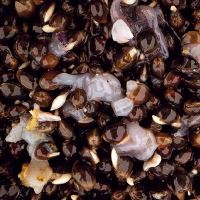 Nash Partikel Scopex Squid Hemp (1)