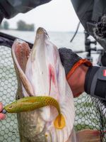 Berkley Gumová Nástraha Powerbait Cullshad Mixpack Clearwater (6)