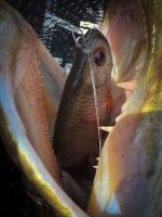 Fox Rage Gumová Nástraha Ultra Natural Replicant Pike (5)