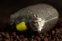 Sticky Baits Neutrálne Vyvážené Boilie Pineapple Wafters 130 g (3)